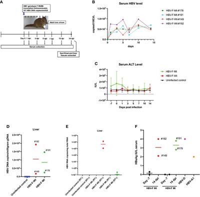 Characterization of innate immune response to hepatitis B virus genotype F acute infection in tree shrew (Tupaia belangeri) model